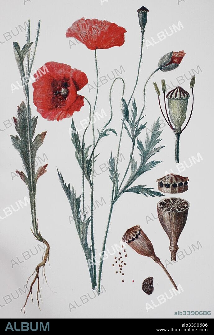 Poppy, papaver rhoeas, historical illustration, 1880.