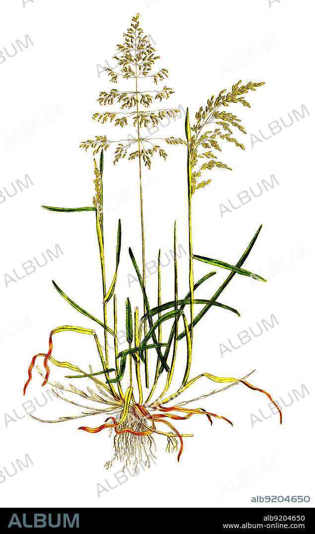 Wiesen-Rispengras, Poa pratensis / Poa pratensis, commonly known as Kentucky bluegrass, or blue grass, smooth meadow-grass, or common meadow-grass, historical, digital improved reproduction of an original from the 19th century / digital restaurierte Reproduktion einer Originalvorlage aus dem 19. Jahrhundert, genaues Originaldatum nicht bekannt.