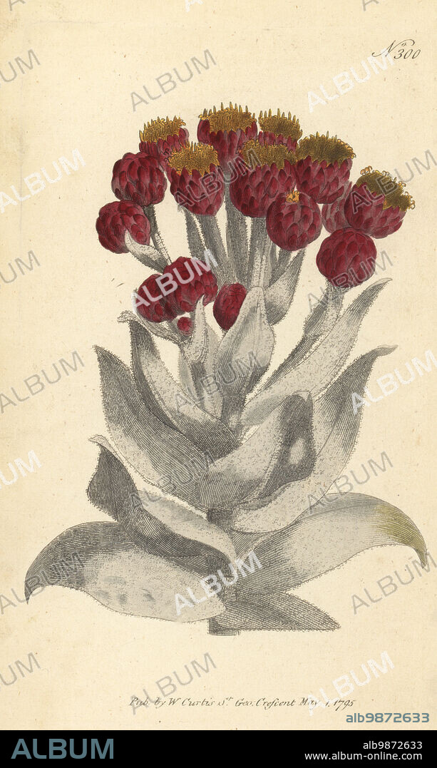 Everlasting, Syncarpha eximia. Giant cudweed, Gnaphalium eximium. Native to South Africa, imported via the Hammersmith Nursery of Lewis Kennedy and James Lee. Handcoloured copperplate engraving after a botanical illustration from William Curtis's Botanical Magazine, Stephen Couchman, London, 1795.