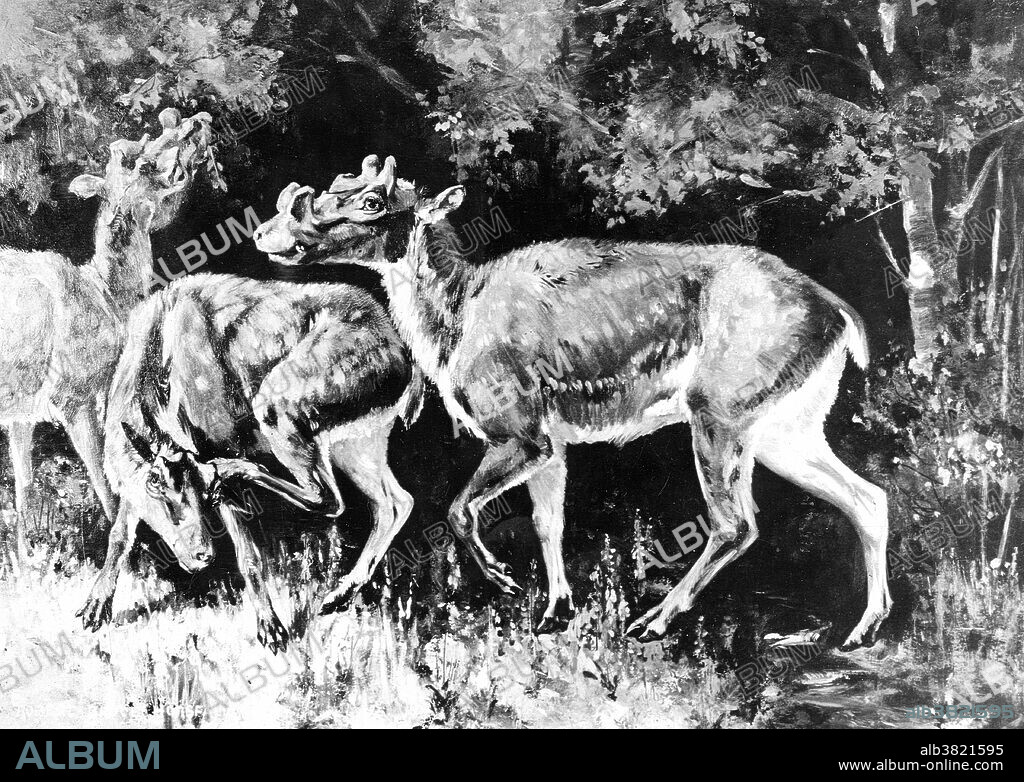 Protoceras is an extinct genus of Artiodactyla, of the family Protoceratidae, endemic to North America from the Oligocene through Miocene epochs existing for approximately 13 million years.  Like so many ancient even-toed ungulates, Protoceras have proven difficult to classify. Their closest living relatives are most likely camels rather than elks or pronghorns. Protoceras was one of the earliest members of this distinctive group of megafauna mammals, with four-toed feet (later protoceratids only had two toes) and, on the males, three sets of paired, stubby horns running from the top of the head down to the snout. Illustration originally captioned: Oligocene deer, Protoceras Celer, after Scott. American Museum of Natural History. No date.