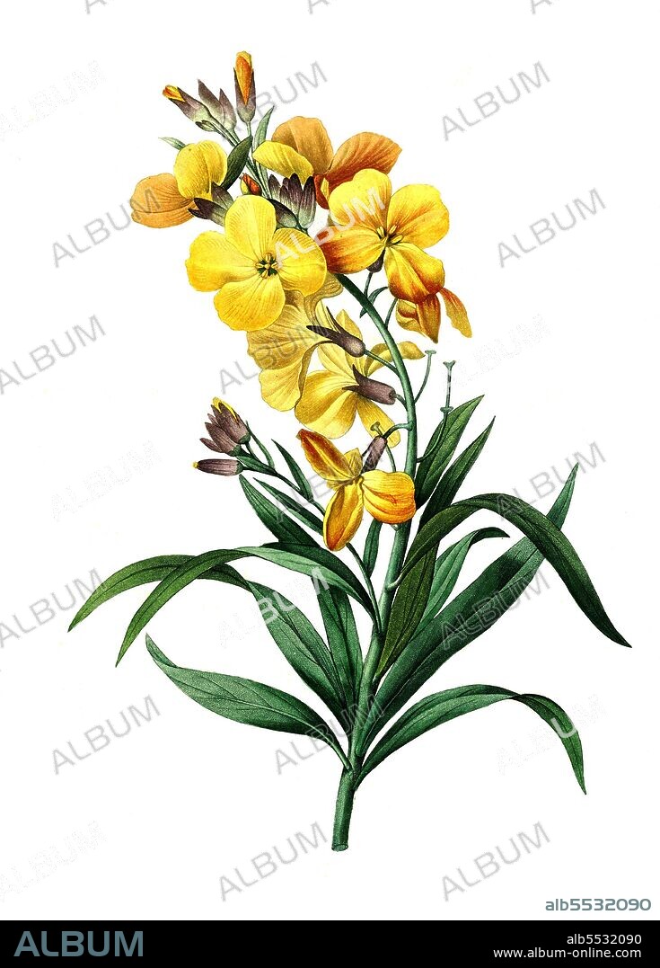 Goldlack, Erysimum cheiri, ist eine Pflanzenart aus der Gattung Schoteriche, Cheirantthus flavus .