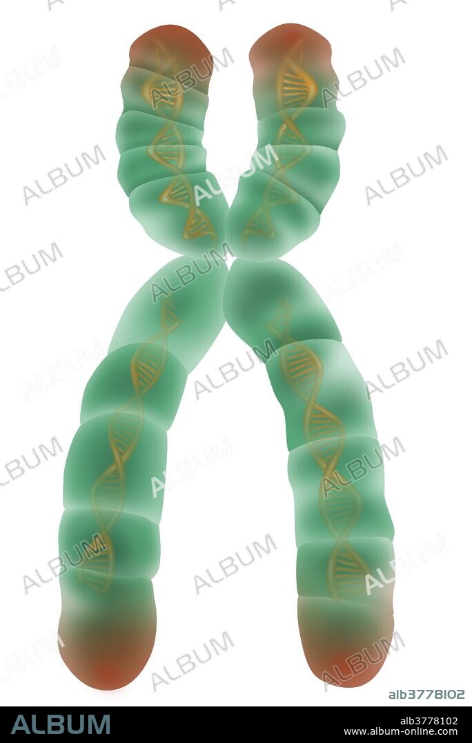 Illustration of the detailed structure of a chromosome. The p arm, centromere, q arm, and DNA molecules are all depicted. The p arm is a short arm structure on one side of the chromosome, and the q arm is the long arm structure on the opposite side. The centromere is a constricted point where the two chromatids are held together. DNA molecule, strands of DNA are formed into compact structures inside of the chromosome by proteins called histones.