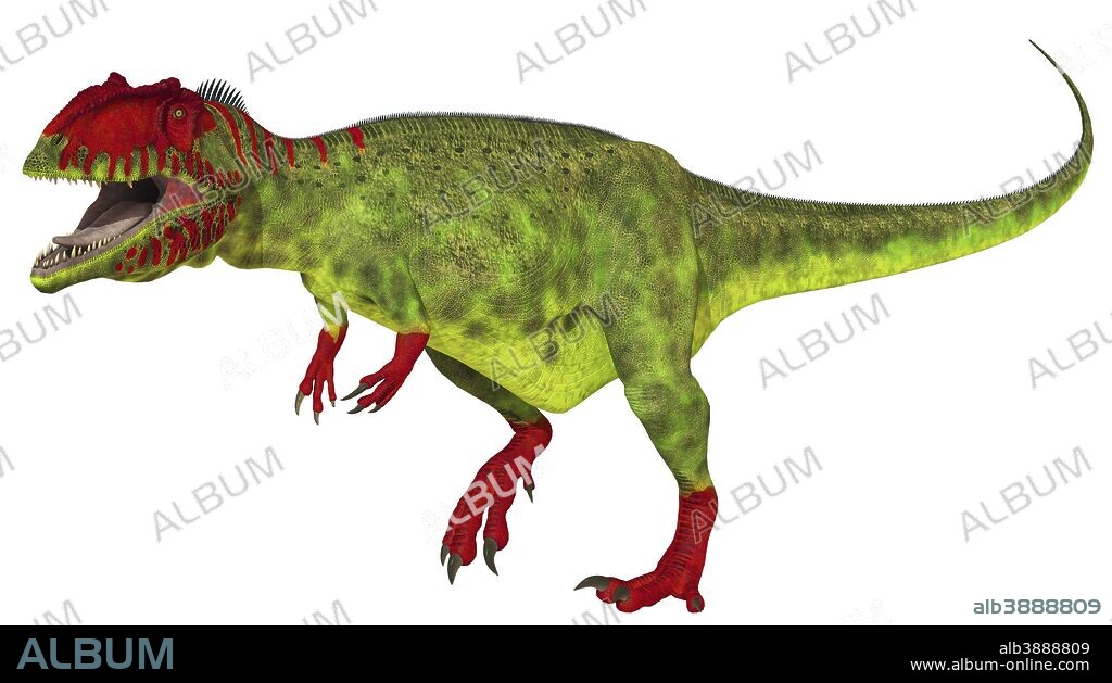 Giganotosaurus dinosaur on white background. Possibly the largest known land predator dinosaur, Giganotosaurus lengths have been estimated at 41-43 feet and 45-47 feet. They lived in South America in the middle Cretaceous about 98 million years ago. They are more closely related to Allosaurids and not to Tyrannosaurids at all. This is a close relative of the African Carcharodontosaurus and it is thought they crossed land bridges from Africa to South America as they lived at the same time.