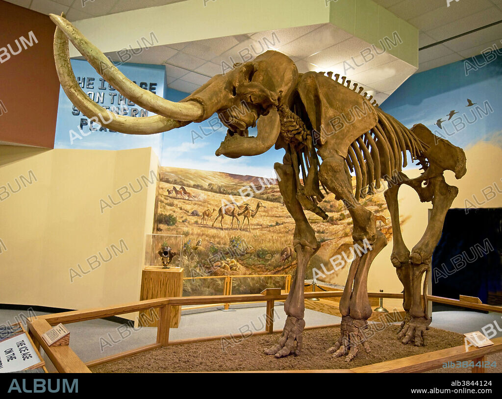 Skeletal cast of a Columbian Mammoth (Mammuthus Columbi), an extinct species of elephant from the Quaternary Period.