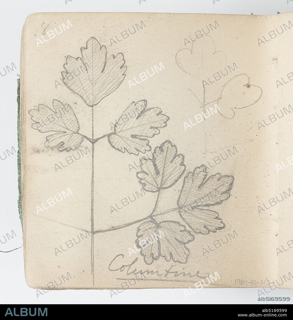Sketchbook Page: Columbine, Kenyon Cox, American, 18561919, Graphite on paper, Sketch of leaves with lacey edges. Abstracted outline, upper right., USA, 1874, albums (bound) & books, Sketchbook folio, Sketchbook folio.
