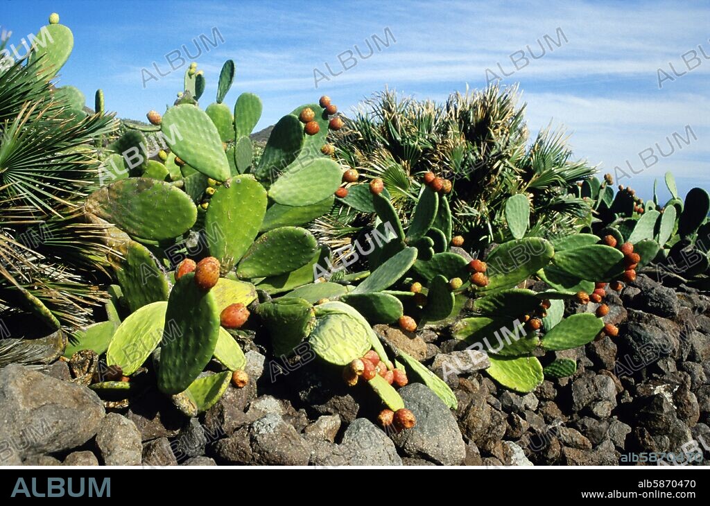 Parque Natural de Cabo de Gata; cactus, higos chumbos y palmeras.