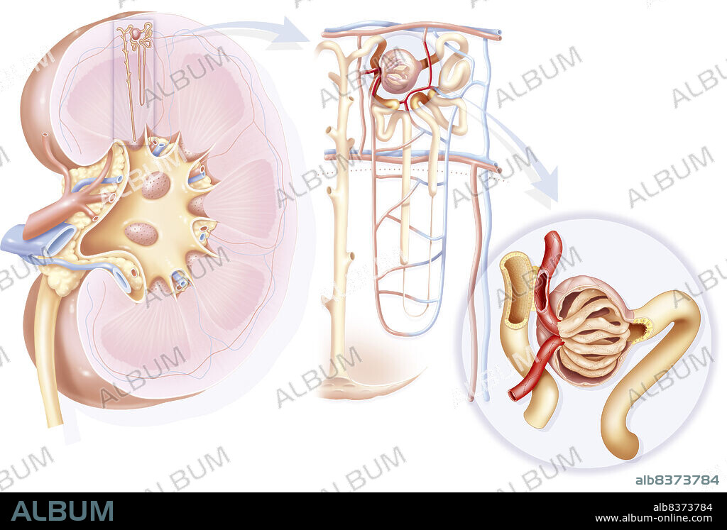 From the kidney to the glomerulus. Representation from left to right :. - structures of the kidney and left ureter, and location of a nephron (size magnified compared to reality) in the kidney. - zoom on a nephron (in beige/yellow) and its vascularization, and highlight of a urine collecting tubule that pours forth at the bottom of the renal pyramid in the calices. - zoom on the glomerulus (pink part) and its inner structure constituted of glomerular capillaries surrounded of podocytes (beige cells).