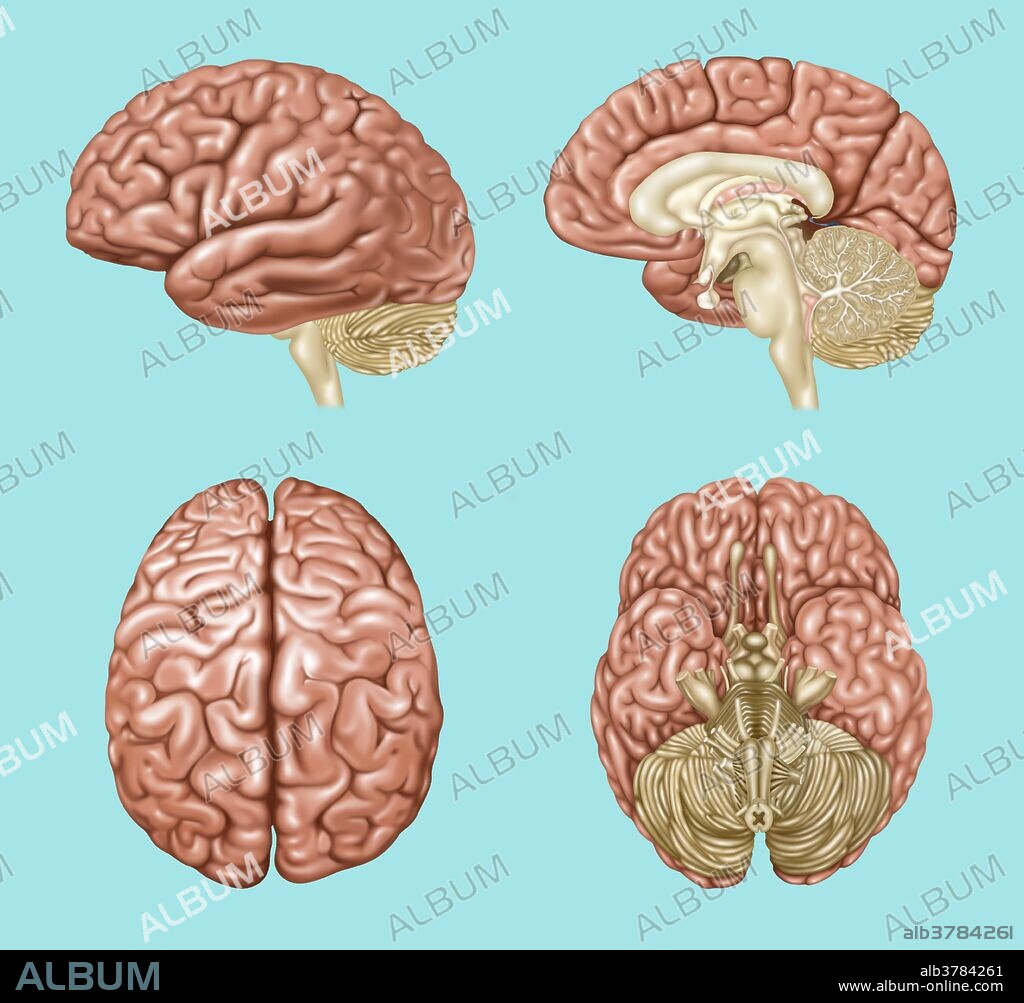 Illustration showing anatomy of a normal brain in lateral, sagittal, superior, and inferior view. Detailed in the various views are: frontal lobe, central sulcus, parietal lobe, sylvian fissure, temporal lobe, occipital lobe, cerebellum, brain stem, corpus callosum, thalamus, optic chiasma, midbrain, pons, interhemispheric fissure, olfactory bulb, and infundibulum.