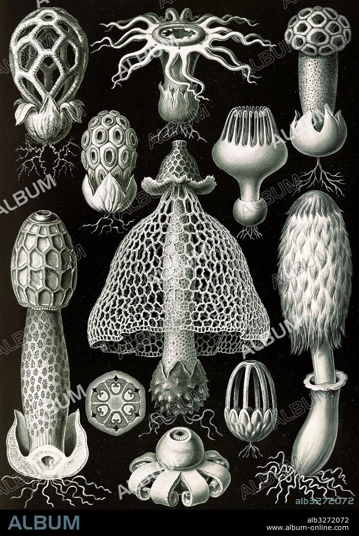 Illustration shows stinkhorn mushrooms. Basimycetes. - Schwammpilze, 1 print : photomechanical ; sheet 36 x 26 cm., 1904. Ernst Haeckel 1834 – 1919 German biologist, naturalist, philosopher, physician, professor, and artist who discovered, described and named thousands of new species, mapped a genealogical tree relating all life forms, and coined many terms in biology, including anthropogeny, ecology, phylum, phylogeny, stem cell, and Protista.