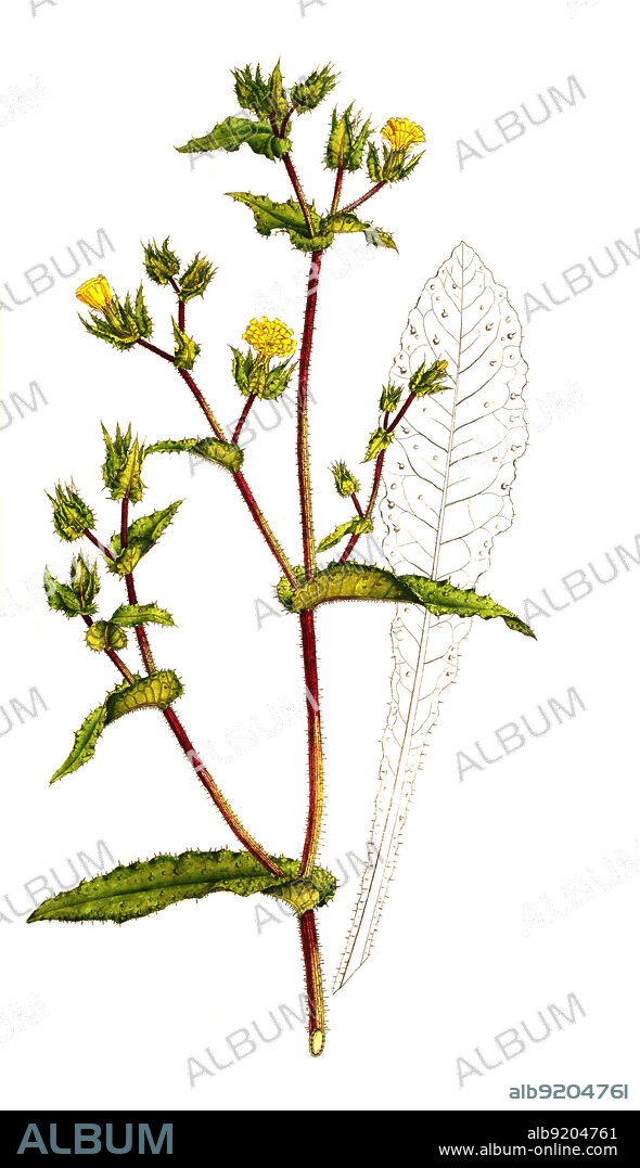 Natternkopf-Bitterkraut, Helminthotheca echioides, auch Wurmlattich / Helminthotheca echioides, known as bristly, or prickly, oxtongue, historical, digital improved reproduction of an original from the 19th century / digital restaurierte Reproduktion einer Originalvorlage aus dem 19. Jahrhundert, genaues Originaldatum nicht bekannt.