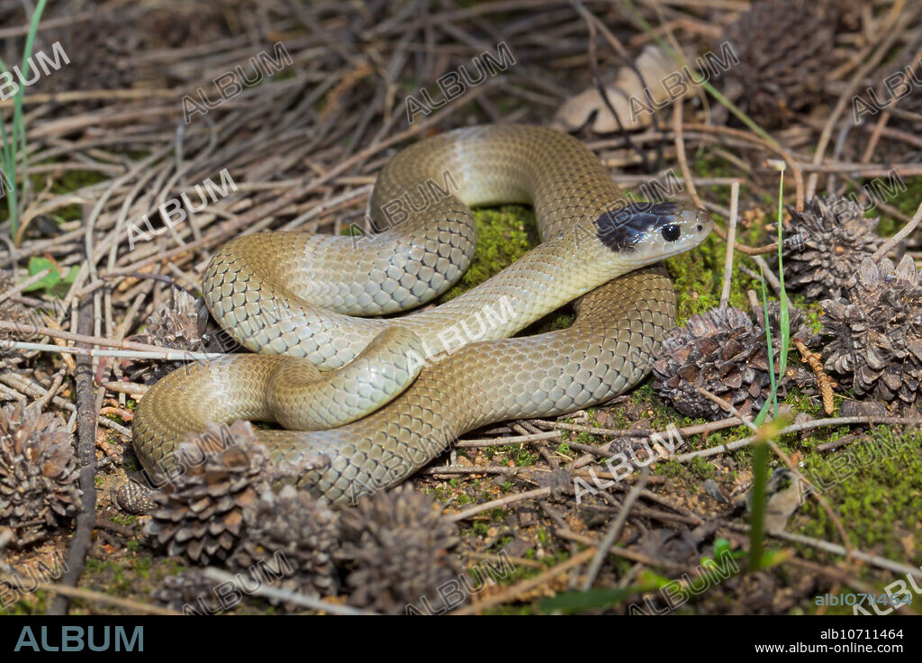 Grey Snake , Hemiaspis damelii, Queensland threatened species, Tara, Queensland, Australia.