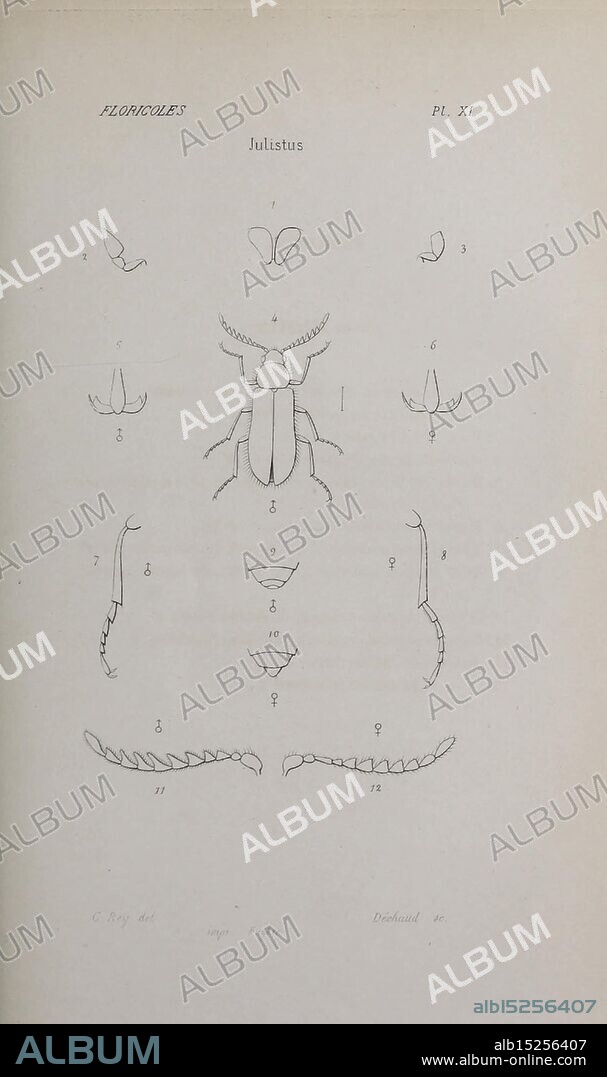 Annales de la Société Linnéenne de Lyon Lyon Société Linnéenne de Lyon natural history periodicals, The illustration features a detailed study of various anatomical features of a beetle species, organized methodically across the page. Each labeled section provides a clear representation of distinct parts, including the beetle's body, antennae, mouthparts, and legs. The diagrammatic approach highlights the intricacies of the beetle's morphology, emphasizing several views and orientations, enabling viewers to appreciate the complexity and diversity within the insect world. Each labeled figure is enumerated, facilitating a comprehensive understanding of the beetle's anatomy for entomological study.