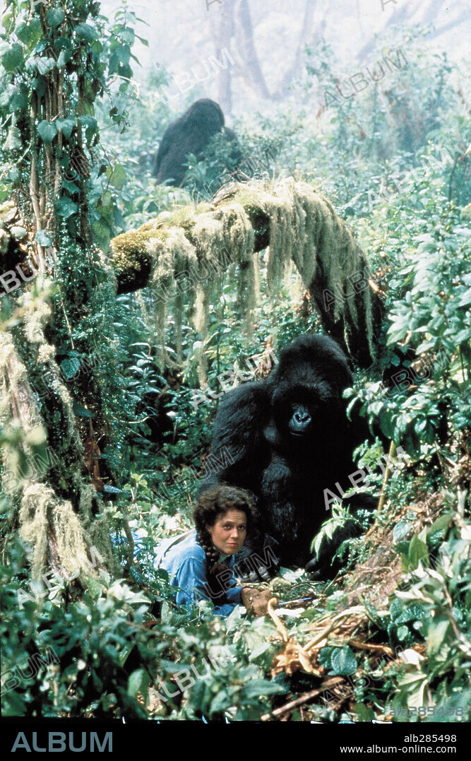 SIGOURNEY WEAVER in GORILLAS IN THE MIST: THE STORY OF DIAN FOSSEY, 1988, directed by MICHAEL APTED. Copyright WARNER BROTHERS.
