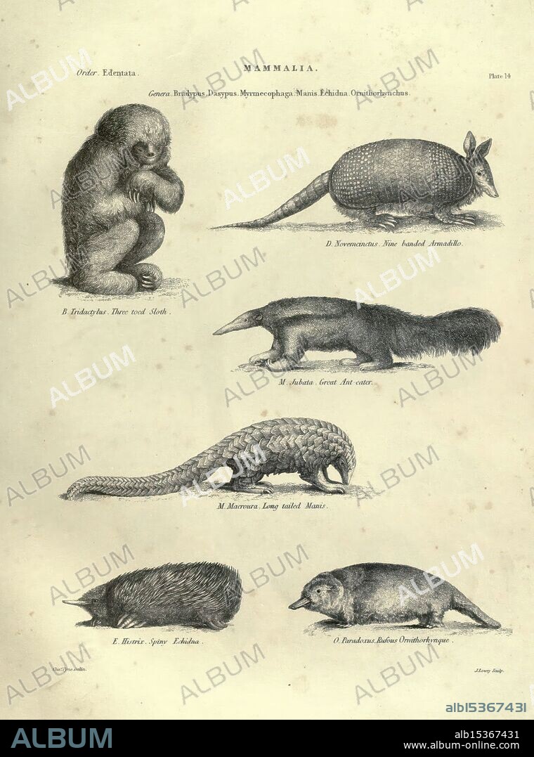 Illustrations of Zoology, Glasgow, John Joseph Griffin and Co, 1851, pictorial works, Zoology, A collection of illustrations depicting various mammals from the order Edentata, showcasing diverse species. The top left features an armadillo, characterized by its armored shell and curled posture. Next to it, a scene presents a small anteater with an elongated snout, emphasizing its unique feeding adaptation. Below, a large, long-tailed mammal is illustrated, likely representing a species known for its distinctively elongated body. An echidna is also featured, notable for its spiny exterior and snout adapted for foraging. The layout highlights the unique characteristics and adaptations of these mammals, reflecting the diversity within the Edentata order.