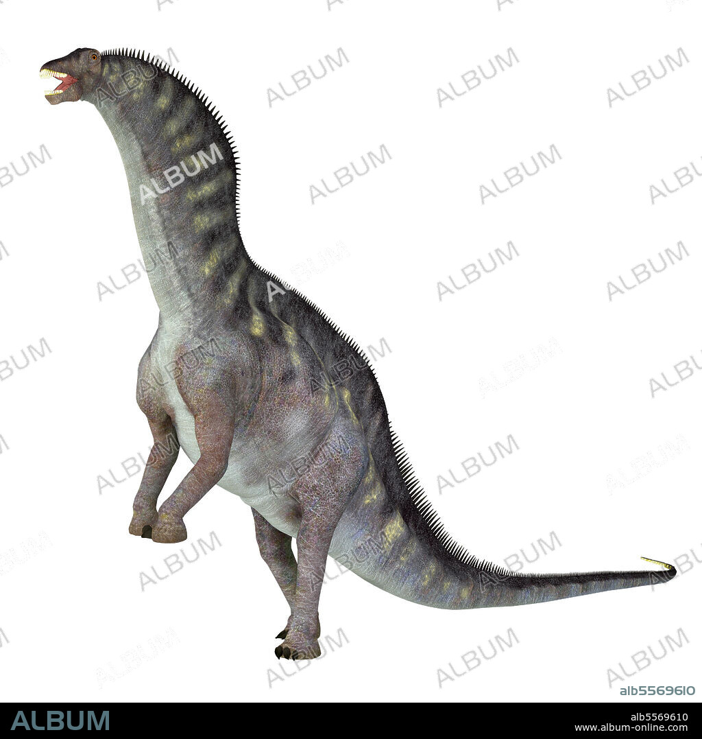 Amargasaurus cazaui dinosaur rearing up, on white background. Amargasaurus was a sauropod herbivorous dinosaur that lived in Argentina during the Cretaceous Period.