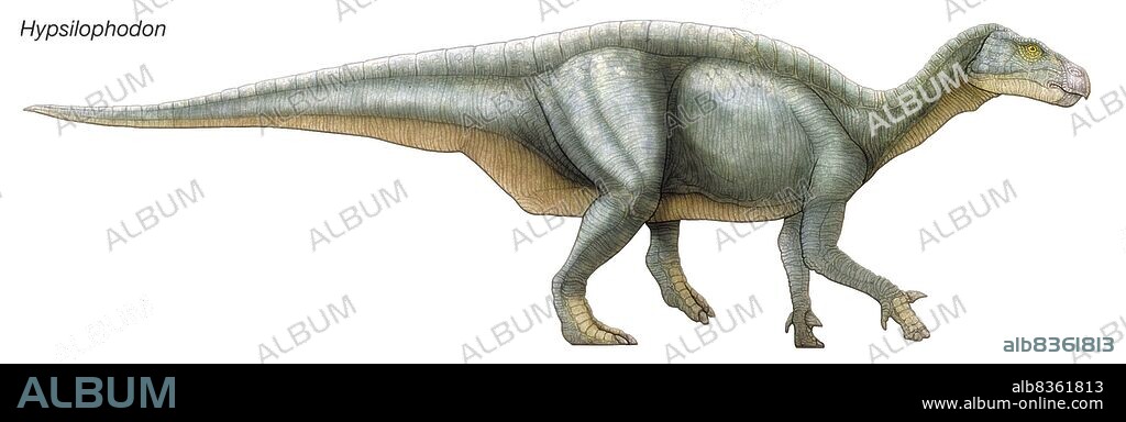 Iguanodon, early Cretaceous dinosaur. A massive herbivore with a horny beak and cheek teeth for grinding vegetation.