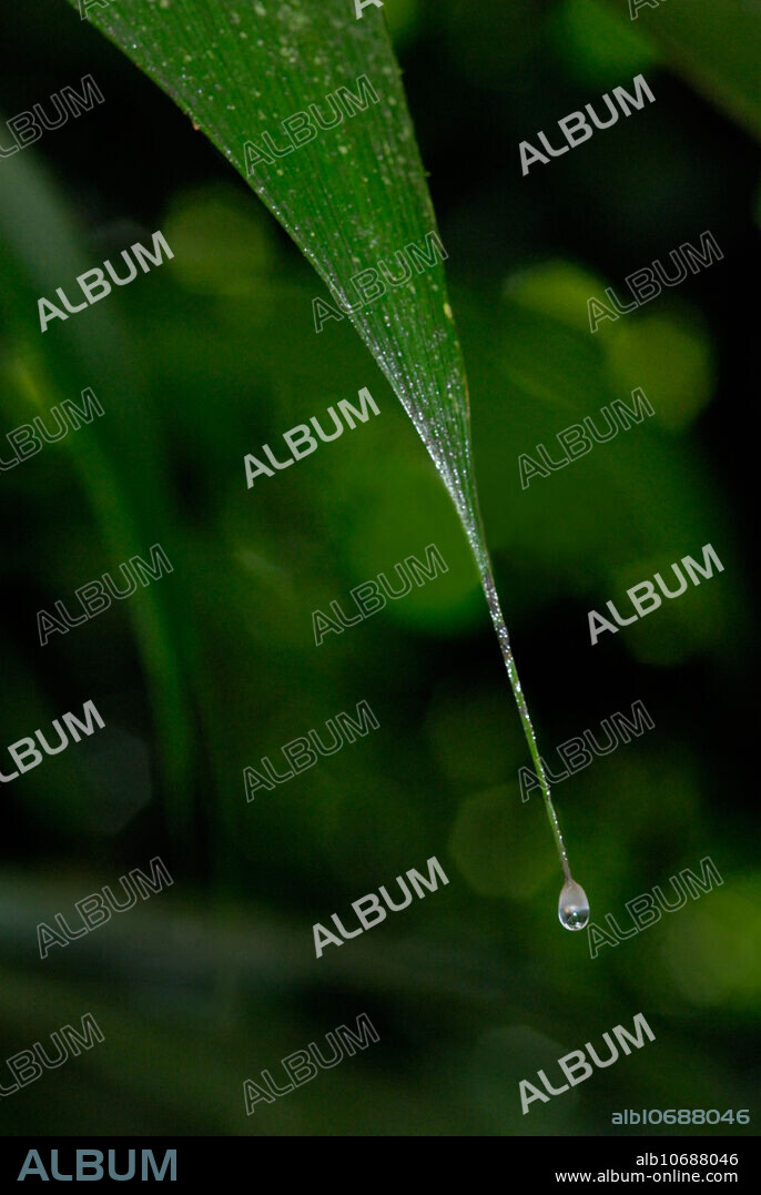 The leaves of many understory rainforest plants end in tapered points known as drip tips. The drip tip helps to channel water from frequest rains to flow easily off of the leaf.