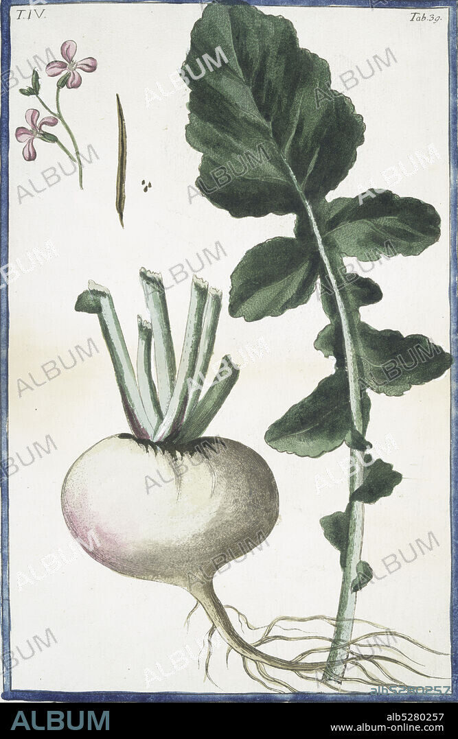 Rapa Sativa, rotonda, radice candida = Rapa vusuale = Rave. Turnip, still image, 1772 - 1793, Bonelli, Giorgio (b. 1724), Martelli, Niccoló (1735-1829).