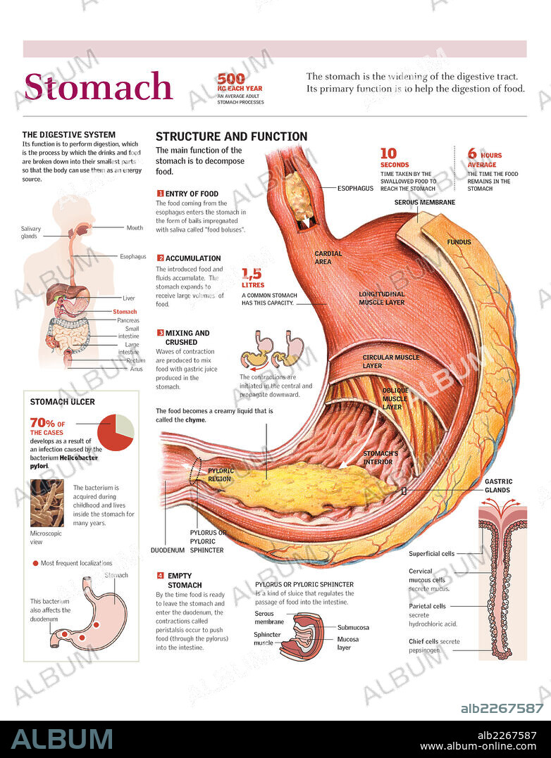 STOMACH. Infographics of the parts and functions of the human stomach and its role in the digestive system.