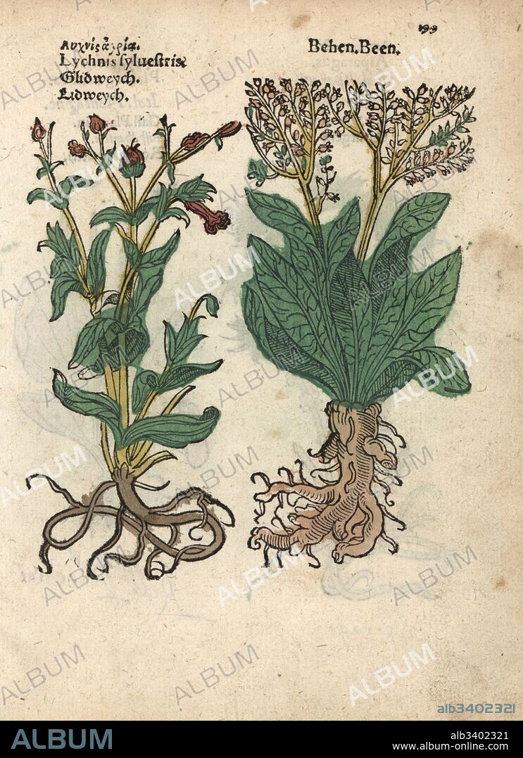 Red campion, Silene dioica, and white behmen, Centaurea behen. Handcoloured woodblock engraving of a botanical illustration from Adam Lonicer's Krauterbuch, or Herbal, Frankfurt, 1557. This from a 17th century pirate edition or atlas of illustrations only, with captions in Latin, Greek, French, Italian, German, and in English manuscript.