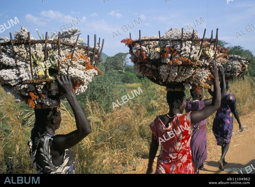 Nuer women carrying sorghum, Gambella region, Ilubador state, Ethiopia, Africa.