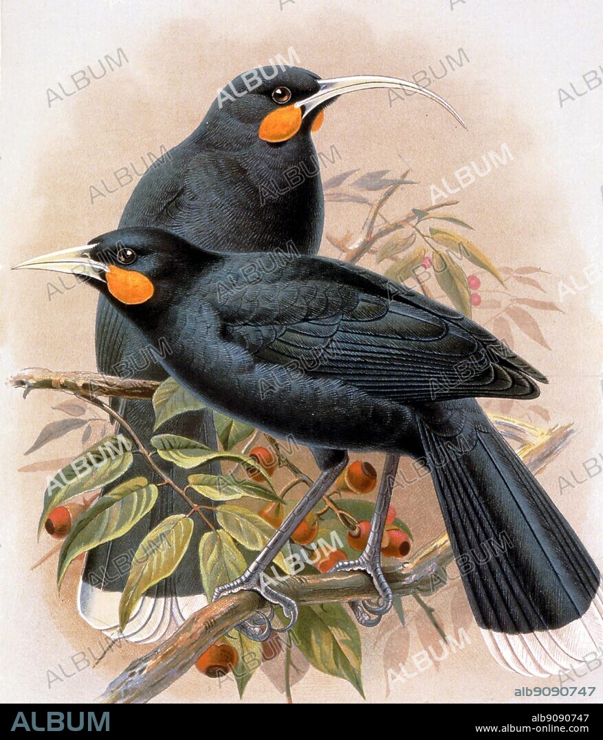Huias (front) female (behind). Extinct Birds front cover by Errol Fuller. Chromolithograph from a painting by John Gerrard Keulemans (1842-1912) in Sir Walter Lawry Buller's History of the Birds of New Zealand 1887-88. Sir Walter Lawry Buller (1838 -1906) was a New Zealand Lawyer, naturalist and Ornithologist. In 1882 he produced the Manual of the Birds of New Zealand as a cheaper, popular alternative. In 1905, he published a two-volume Supplement to the History of the Birds of New Zealand which brought the work up to date. Keulemans was the most sought-after bird artist of the late 19th and early 20th centuries. A prolific, talented, work-oriented illustrator, he produced quantities of excellent bird plates for books and journals of the period. Although he worked largely from bird specimens, he was adept at creating drawings that were anatomically correct as well as attractively presented.