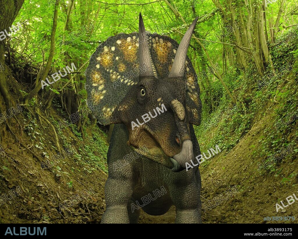 A two ton, 15 foot long Nedoceratops wanders a Cretaceous forest 70 million years ago in what is today Wyoming. Nedoceratops had two prominent horns above its eyes and a single bump above its nose. . . Like the better known Triceratops, Nedoceratops was a Ceratopsid, a family of large four-legged plant-eating dinosaurs characterized by beaks, rows of shearing teeth in the back of the jaw, and elaborate horns and frills. While they resemble defensive shields, the frills are in fact relatively fragile, suggesting that they may have served a purpose other than protecting against a brute force attack. One possibility is that the frills were employed as visual displays in order to intimidate rivals and attract the opposite sex.