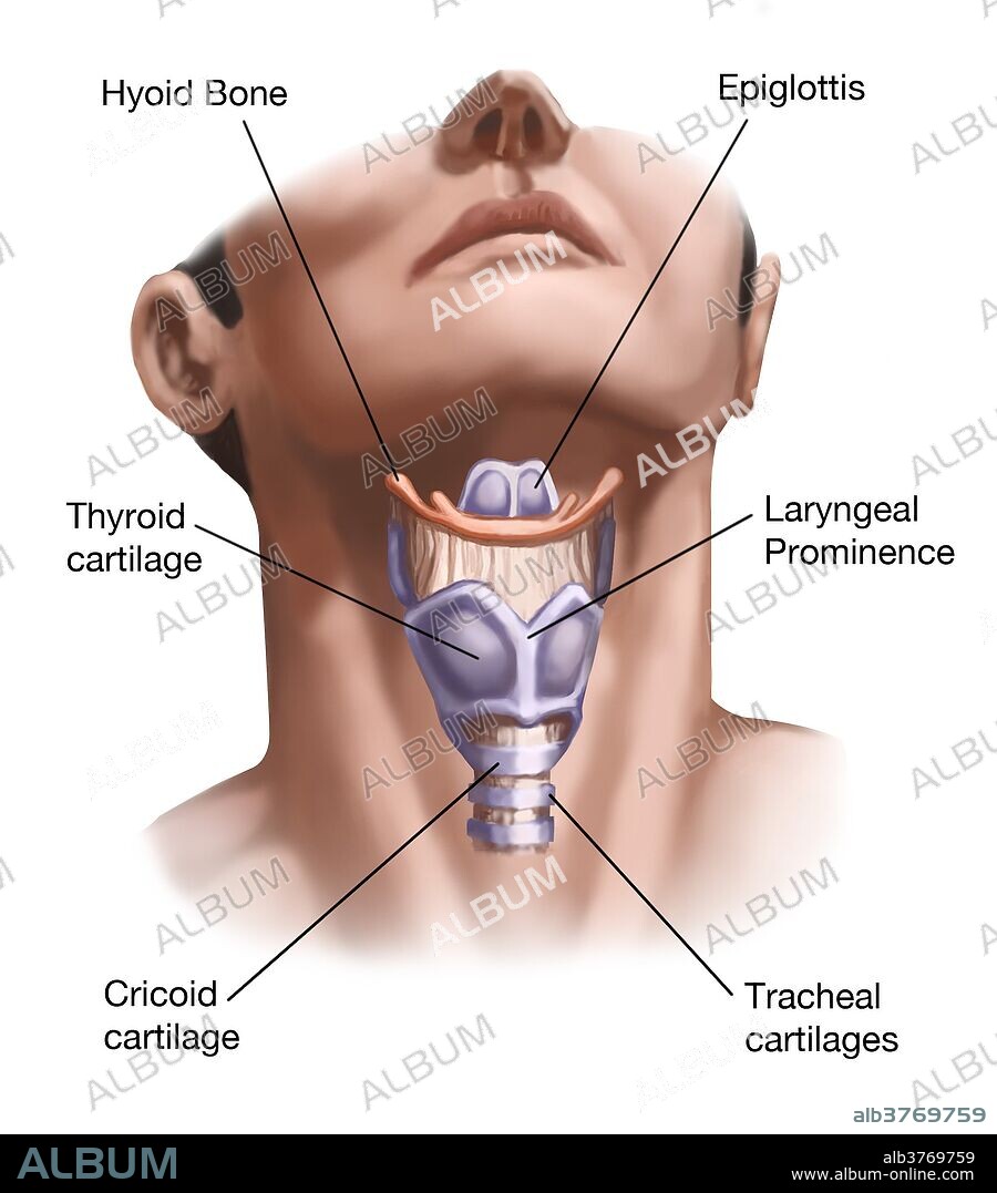 Illustration showing the anatomy of the neck, with (clockwise from top left) the hyoid bone, epiglottis, laryngeal prominence, tracheal cartilages, cricoid cartilage, and thyroid cartilage labeled. The laryngeal prominence, also known as the Adam's apple, is larger in adult men.