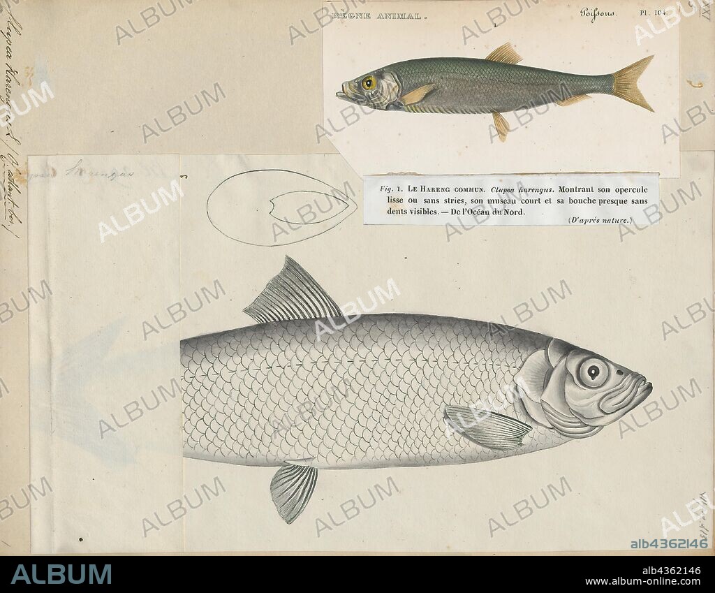 Clupea harengus, Print, Atlantic herring (Clupea harengus) is a herring in the family Clupeidae. It is one of the most abundant fish species in the world. Atlantic herrings can be found on both sides of the Atlantic Ocean, congregating in large schools. They can grow up to 45 centimetres (18 in) in length and weigh up to 1.1 kilograms (2.4 lb). They feed on copepods, krill and small fish, while their natural predators are seals, whales, cod and other larger fish., 1817-1841.