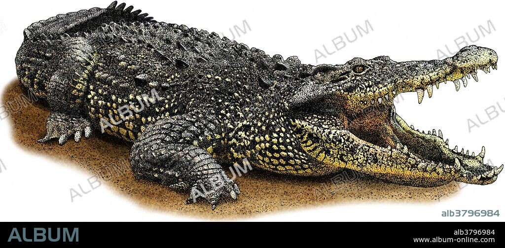 Cuban crocodile, Crocodylus rhombifer, is a critically endangered reptile found only in Cuba.