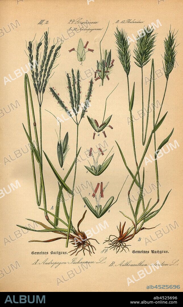 Common bearded grass and common ryegrass, A: Andropogon ischaemum L. - common bearded grass or finger-bearded grass, B: Anthoxanthum odoratum L. - Common or fragrant grass, family: 24. Gramineae, 12 Andropogoneae (A), 13. Phalarideae (B) - grasses, bearded grasses, Glanzgräser, plate 84. after S. 182 (Bd. 1), 1886, Otto Wilhelm Thomé: Prof. Dr. Thomé's Flora von Deutschland, Österreich und der Schweiz in Wort und Bild. Gera-Untermhaus: Verlag von Fr. Eugen Köhler, [1886].