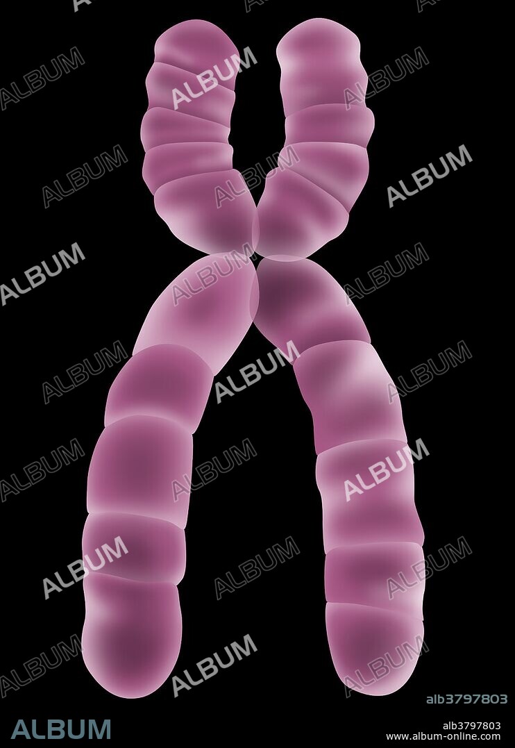 Illustration of an X chromosome. Chromosomes are a packaged form of the genetic material DNA, which condenses into chromosomes during cell replication for ease of division and transport into the new cell. Each chromosome consists of two identical strands (chromatids), aligned parallel to each other and joined at an area called a centromere.