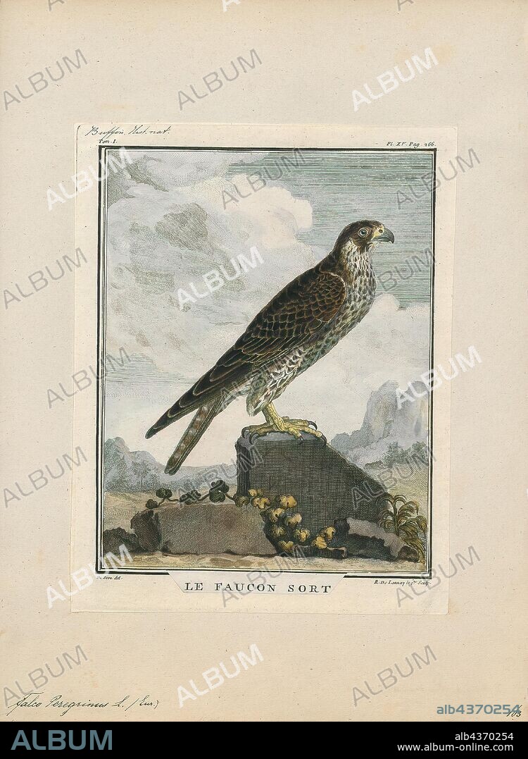 Falco peregrinus, Print, The peregrine falcon (Falco peregrinus), also known as the peregrine, and historically as the duck hawk in North America, is a widespread bird of prey (raptor) in the family Falconidae. A large, crow-sized falcon, it has a blue-grey back, barred white underparts, and a black head. The peregrine is renowned for its speed, reaching over 320 km/h (200 mph) during its characteristic hunting stoop (high-speed dive), making it the fastest bird in the world and the fastest member of the animal kingdom. According to a National Geographic TV program, the highest measured speed of a peregrine falcon is 389 km/h (242 mph). As is typical of bird-eating raptors, peregrine falcons are sexually dimorphic, with females being considerably larger than males., 1700-1880.