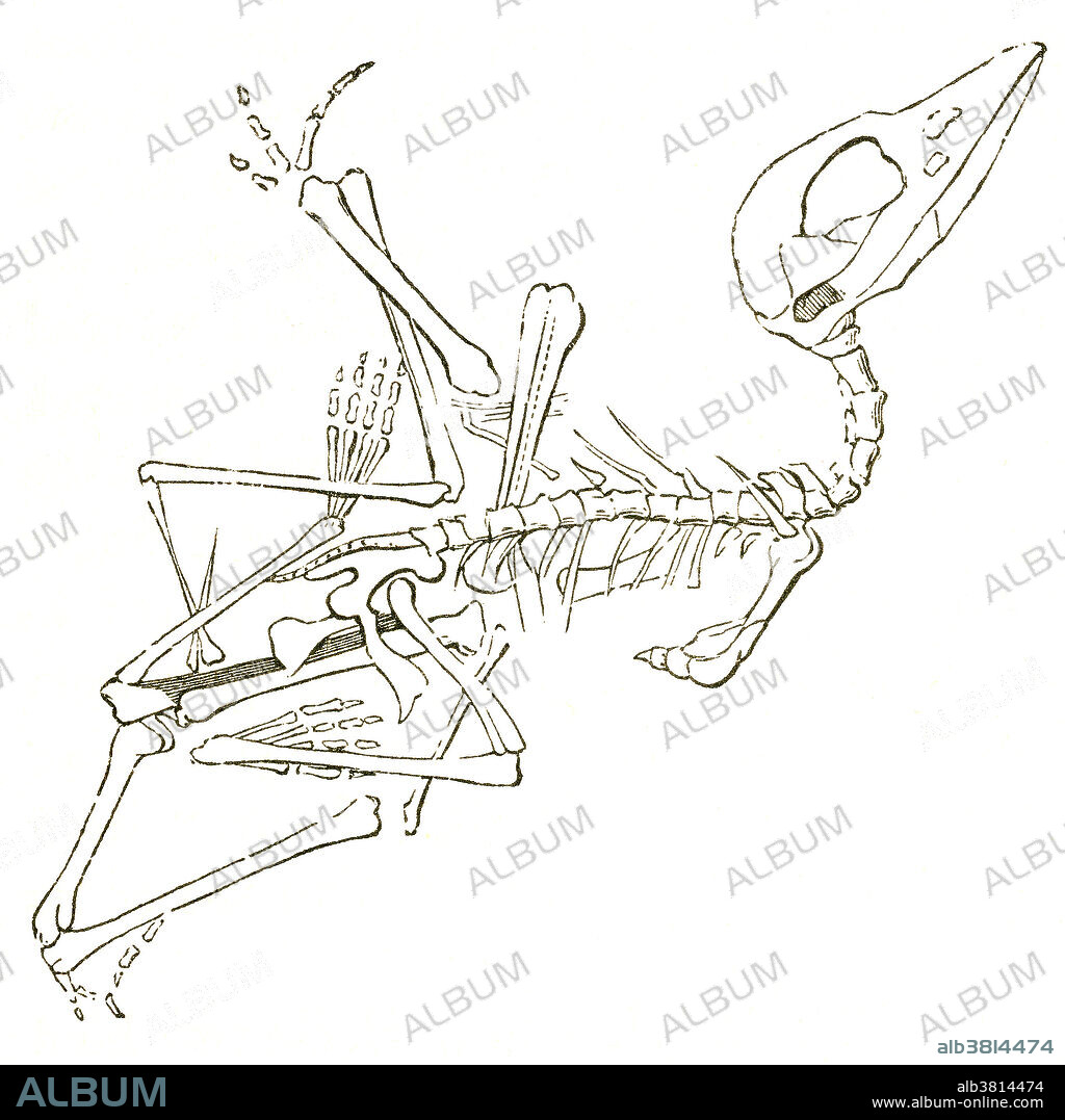Illustration of a pterodactyl fossil (Pterodactylus brevirostris), from Louis Figuier's The World Before the Deluge, 1867 American edition. Figuier describes pterodactyls as half-vampire, half-woodcock, with crocodile's teeth. This fossil was discovered in Germany's Solenhofen limestones.