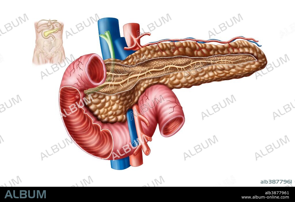 Anatomy of pancreas.