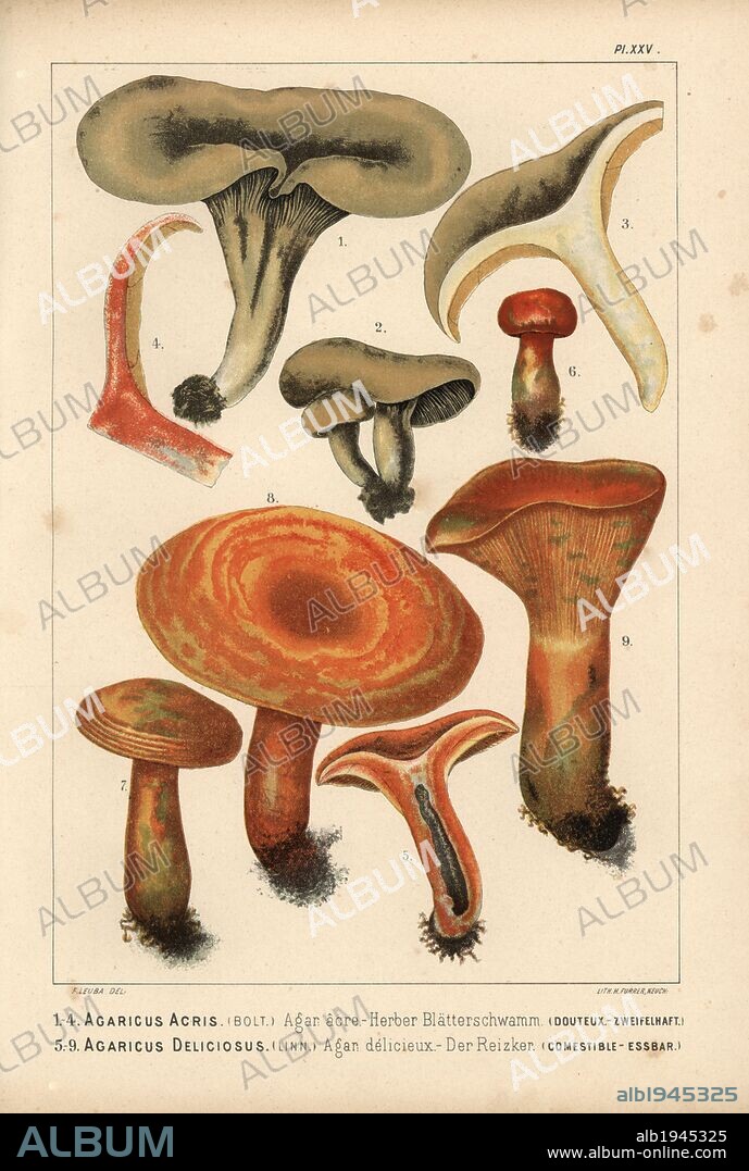 Milkcap, Lactarius acris, Agaricus acris, agaric acre, and Saffron milkcap, Lactarius deliciosus, Agaricus deliciosus, agaric delicieux, edible. Chromolithograph by C. Krause of an illustration by Fritz Leuba from "Les champignons comestibles et les especes vénéneuses avec lesquelles ils pourraient etre confondus" (Edible mushrooms and the poisonous species they should not be confused with), Delachaux et Niestle, Neuchatel, Switzerland, 1890, lithographed by H. Furrer. Fritz Leuba (1848-1910) was a mycologist and artist from Neuchatel, Switzerland.