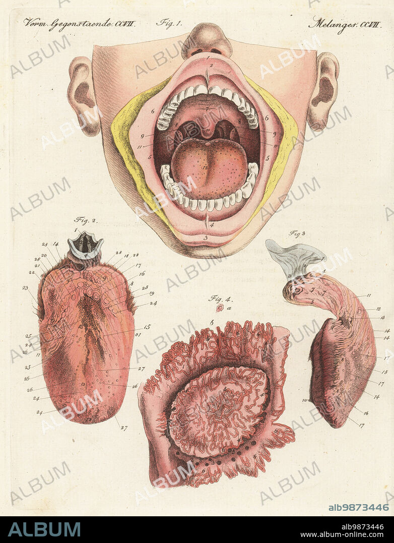 Anatomy of the human sense of taste. Mouth cavity with lips, palate, teeth, uvula, tongue 1, tongue and epiglottis 2, right side of the tongue 3, and taste bud magnified 4. Der Geschmack, le gout. Handcoloured copperplate engraving from Carl Bertuch's Bilderbuch fur Kinder (Picture Book for Children), Weimar, 1815. A 12-volume encyclopedia for children illustrated with almost 1,200 engraved plates on natural history, science, costume, mythology, etc., published from 1790-1830.
