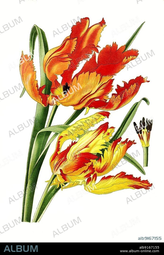 Parrot Tulip (Tulipa) gesneriana. Parrot Tulip, Flower, Plant, Historic, digitally restored reproduction of a 19th century original.