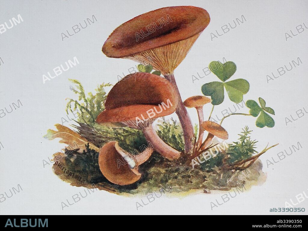 Lactarius subdulcis, commonly known as the mild milkcap or beech milk cap, is an edible mushroom in the genus Lactarius, digital reproduction of an ilustration of Emil Doerstling (1859-1940).