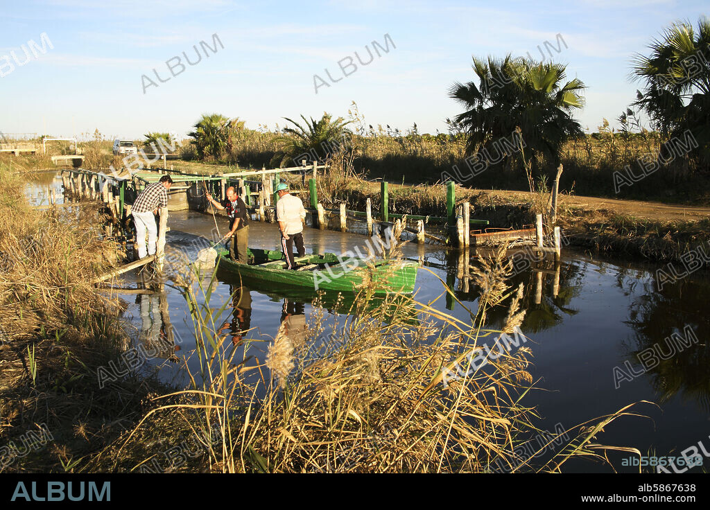 Delta del Ebro / Delta de l'Ebre; pesca de anguilas (municipio de Deltebre).