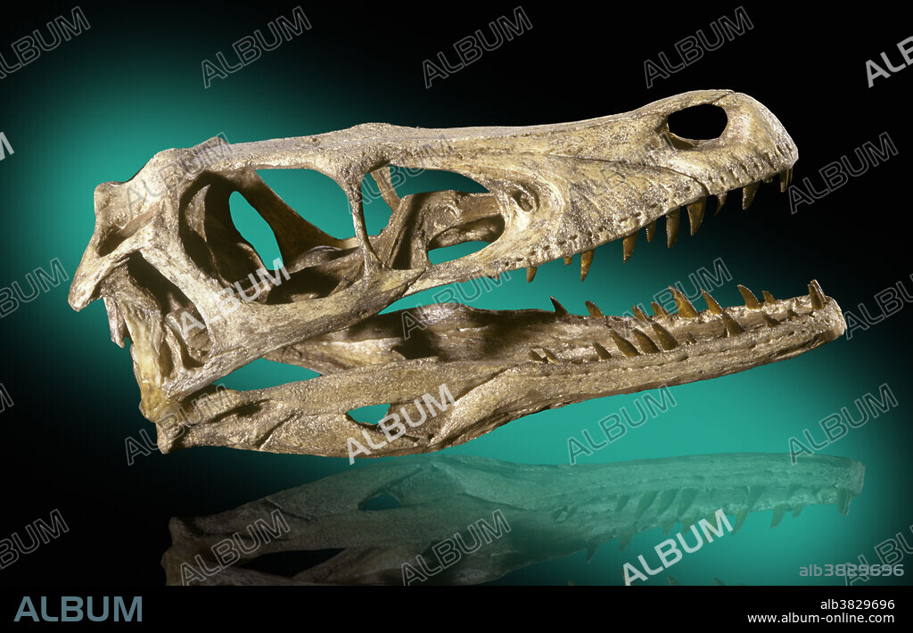 Velociraptor mongoliensis, Dinosaur, Cretaceous period, Mongolia.