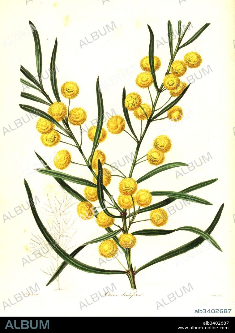 Toothed acacia, Acacia dentifera. Handcoloured copperplate engraving by S. Nevitt after a botanical illustration by Mrs Augusta Withers from Benjamin Maund and the Rev. John Stevens Henslow's The Botanist, London, 1836.