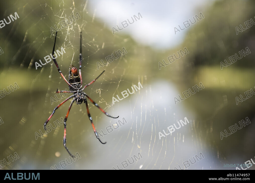 Golden silk orb weaver spider (Nephila) on its web, Perinet Reserve, Andasibe-Mantadia National Park, Eastern Madagascar, Africa.