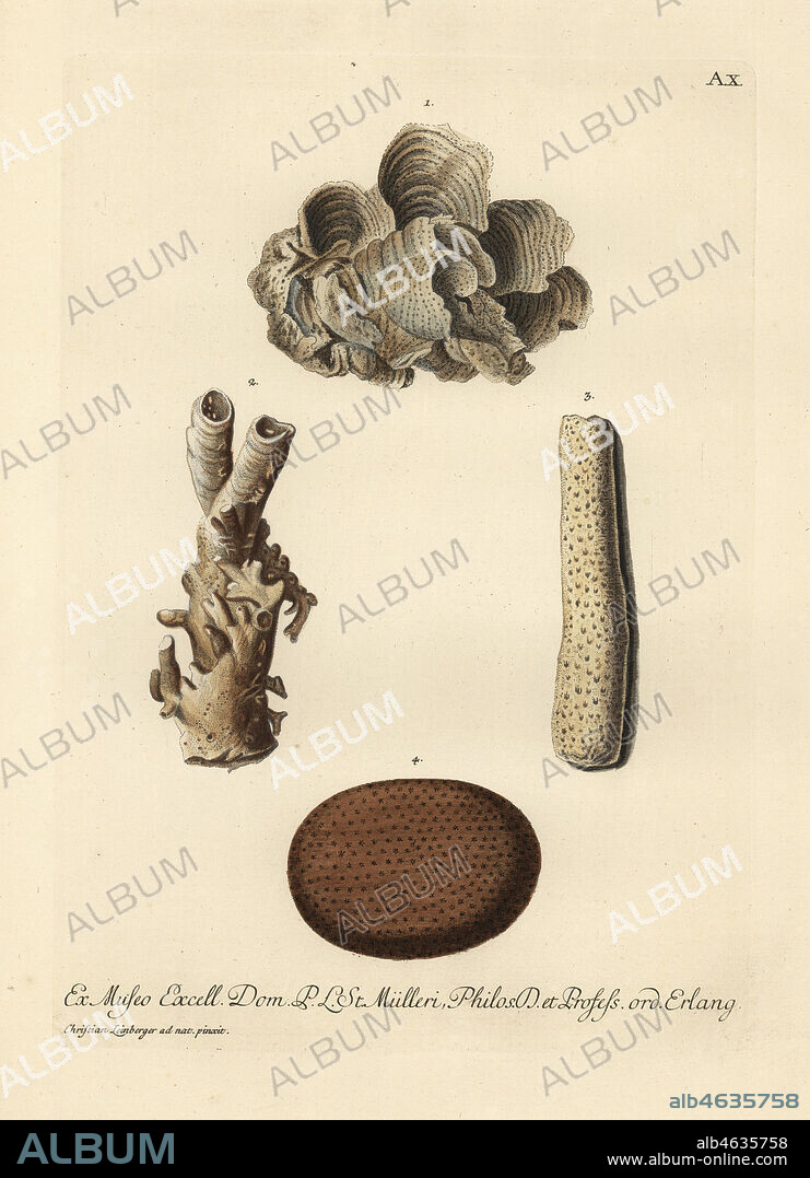 Lettuce coral, Agaricia agaricites, Madrepora agaricites 1, worm holes covered with stony coral 2, Acropora abrotanoides, Madrepora abrotonoides 3, and spherical clump of coral 4. Handcoloured copperplate engraving after an illustration by Christian Leinberger from Georg Wolfgang Knorr's Deliciae Naturae Selectae of Kabinet van Zeldzaamheden der Natuur, Blusse and Son, Nuremberg, 1771. Specimens from a Wunderkammer or Cabinet of Curiosities of P.L. Muller.