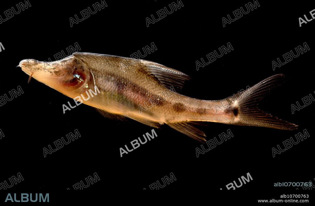 The Golden Line Barbel, Sinocyclocheilus furcodorsalis, is endemic to a small area of Guangxi, China. This species grows to a length of roughly 6 inches. Specimens can be found with limited pigmentation; others have virtually no pigment. Similarly, some have well developed eyes, others have completely degenerated eyes. This individual was photographed in China, 2014.