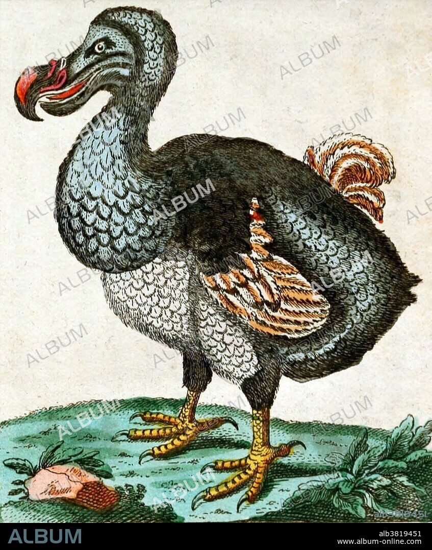 The Dodo is an extinct flightless bird. Its external appearance is evidenced only by paintings and written accounts from the 17th century. Because these vary considerably, and because only a few sketches are known to have been drawn from live specimens, its exact appearance in life remains a mystery, and little is known with about its habitat and behavior Roughly the size of a swan, it was heavily-built, flightless and clumsy. Two species were known with certainty: the common dodo Raphus cucullatus from Mauritius which became extinct between 1665 and 1670, and the Rodriguez solitaire (Pezophaps solitaria) from the neighboring island of Rodriguez, which died out around 1761. The dodo's numbers quickly dwindled following the arrival of humans to these isolated habitats. All but defenseless these birds were ill-equipped to cope with the new hunters and the competition from other introduced animal species. The Dodo achieved widespread recognition from its role in the story of Alice in Wonderland. Taken from "Unterhaltungen aus der Naturgeschichte der VÃ¶gel (Conversations from the natural history of birds) by Gittlieb Tobias Wilhelm, 1795.