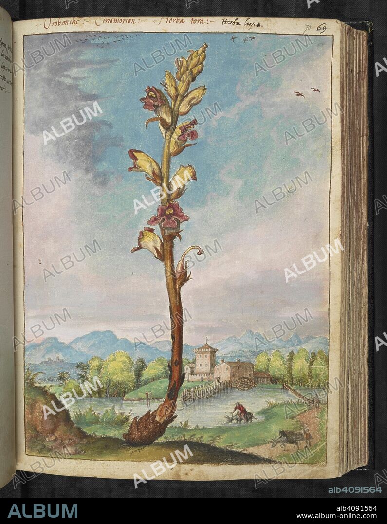 GHERALDO CIBO. Orobanche (broomrape or broom-rape) is a genus of over 200 species of parasitic herbaceous plants in the family Orobanchaceae. Coloured drawings of plants, copied from nature in the Roman States, by Gerardo Cibo. Vol. I. Pietro Andrea Mattioli, Physician, of Siena: Extracts from his edition of Dioscorides' "de re Medica":. Italy, c. 1564-1584. Source: Add. 22332 f.70. Language: Italian.