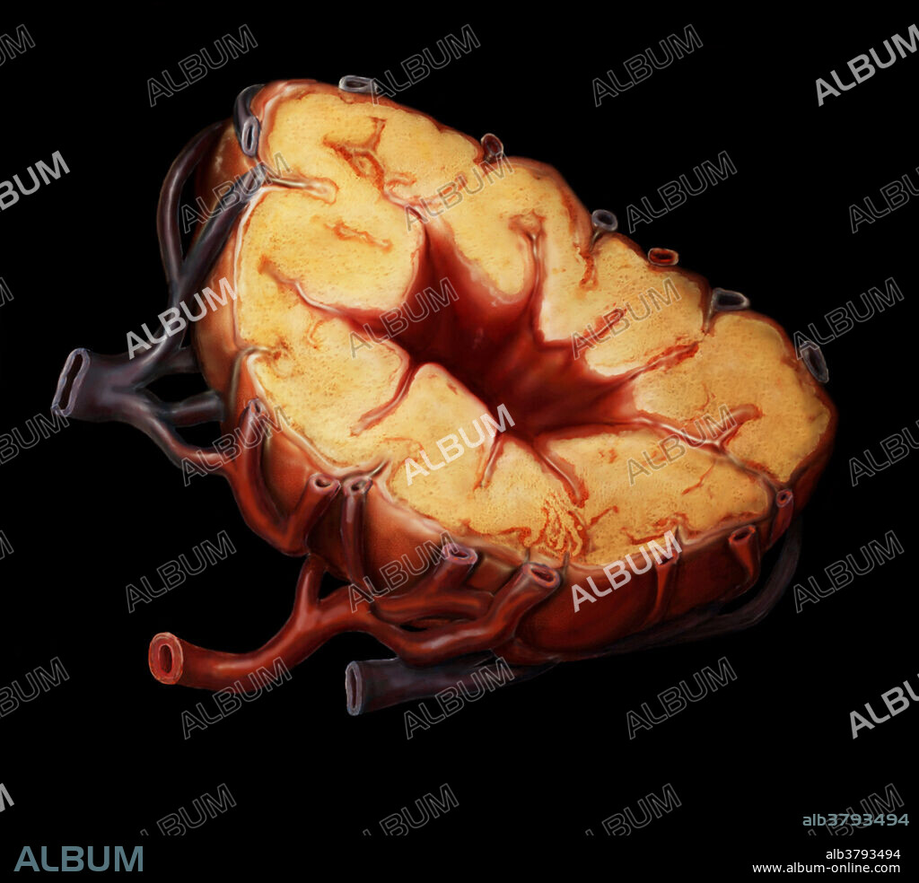 Corporus luteum, a secretory structure formed at the site of a ruptured ovarian follicle after it has discharged its ovum. The corpus luteum synthesizes and secretes estrogen and progesterone. Estrogen plays a major role in the maintenance of the reproductive organs and the development of secondary sex characteristics. Progesterone plays a role in preparing and maintaining the uterus which supports the development of an embryo.