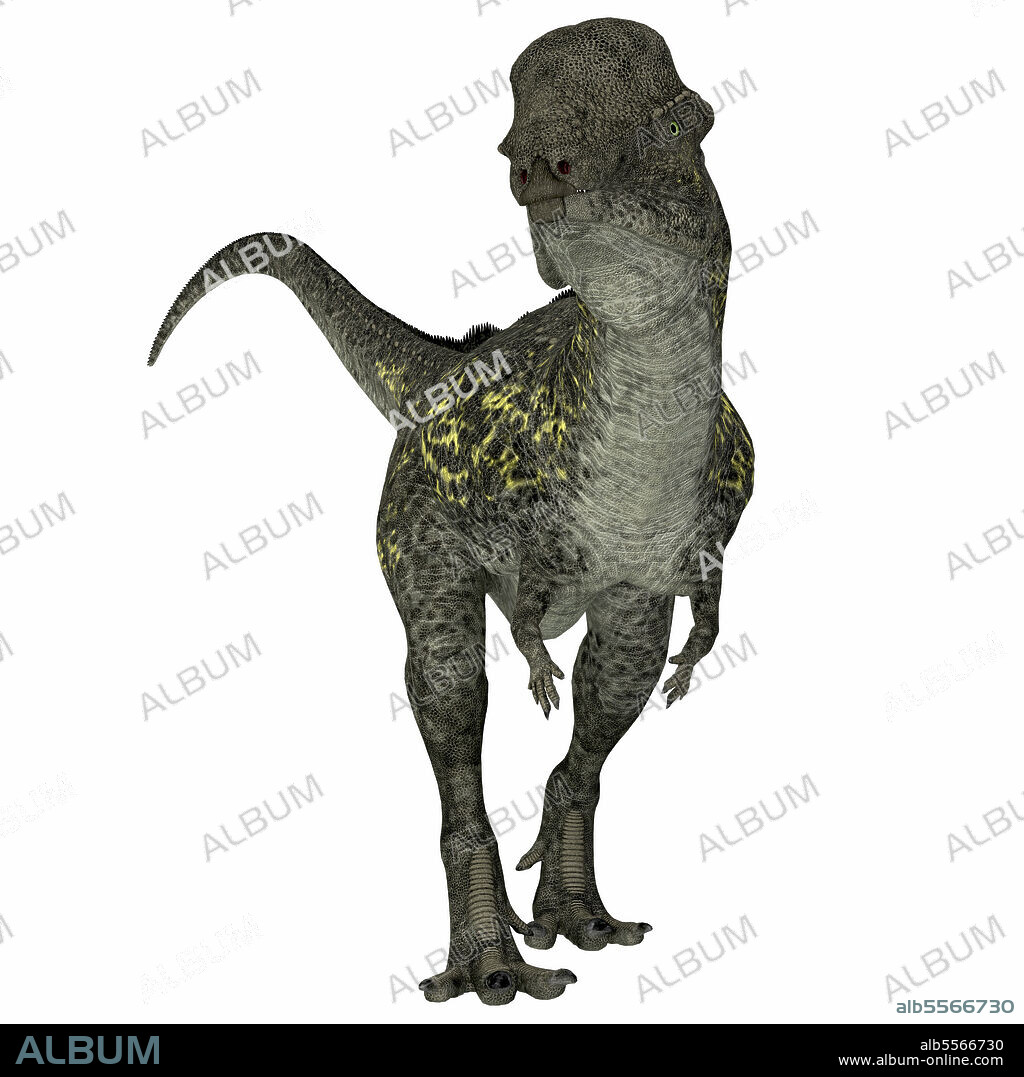 Stegoceras dinosaur, front view on white background. Stegoceras was a herbivorous dome-headed dinosaur that lived in North America during the Cretaceous Period.