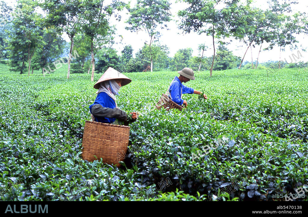 According to oral tradition, tea has been grown in China for more than four millennia. The earliest written accounts of tea making, however, date from around 350 CE, when it first became a drink at the imperial court.   Around 800 CE tea seeds were taken to Japan, where regular cultivation was soon established. Just over five centuries later, in 1517, tea was first shipped to Europe by the Portuguese soon after they began their trade with China. In 1667 the Honourable East India Company ordered the first British shipment of tea from China, requesting of their agents ‘one hundred pounds weight of the best tey that you can get’.   In 1826 the Dutch bought seeds from Japan for cultivation in their growing East Indian Empire, supplementing this effort in 1833 by imports of seeds, workers and implements from China. Meanwhile, also in the 1830s, the East India Company began growing tea on an experimental basis in Assam – the first one hundred boxes of Assamese tea reached Britain in 1840, and found a ready market.   About the same time, tea seedlings were transplanted from Assam to Sri Lanka and planted in the highlands around Kandy. By the beginning of the present century tea was very much in fashion, with plantations established as far afield as Vietnam in Southeast Asia, Georgia in Europe, Natal, Malawi, Uganda, Kenya, Tanzania and Mozambique in Africa, Argentina, Brazil and Peru in South America, and Queensland in Australia. Despite this proliferation, however, Sri Lanka remains the largest producer of tea in the world today, with the fragrant black leaf the mainstay of its economy.